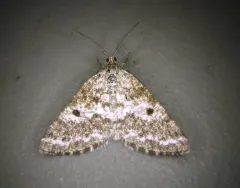 Pine Powder Moth thumbnail 3