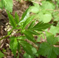 Purple Sweet-cicely thumbnail 4