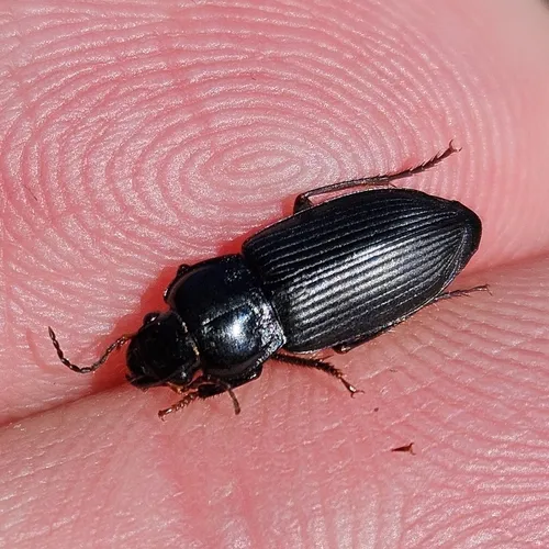Anisodactylus binotatus