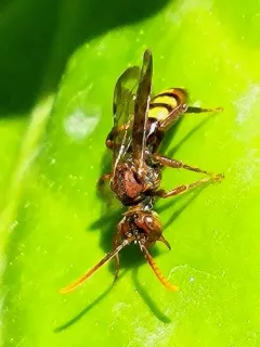 Yellow-banded Nomad thumbnail 3