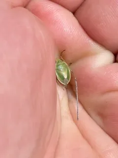 Chlorochroa viridicata thumbnail 3