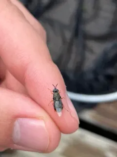Odontomyia profuscata thumbnail 3