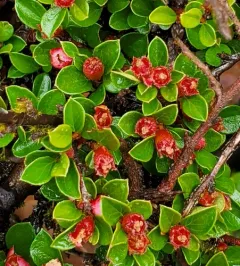 Wall cotoneaster thumbnail 2
