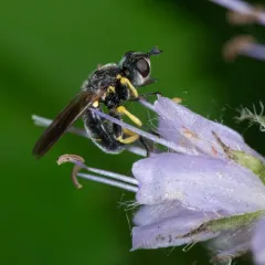 Dalmannia nigriceps thumbnail 2