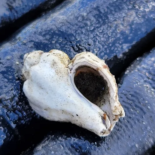 Japanese Oyster Drill
