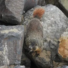Yellow-bellied Marmot thumbnail 2