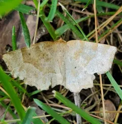 Pale Metarranthis Moth thumbnail 4