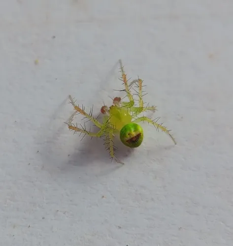 Araneus bonsallae