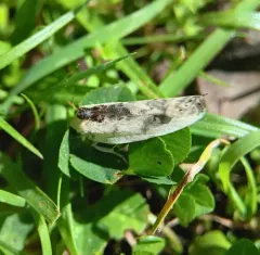 Schlaeger's Fruitworm Moth thumbnail 2