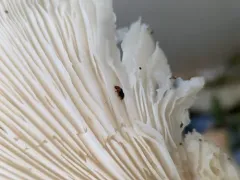 Breastplated Pleasing Fungus Beetle thumbnail 3