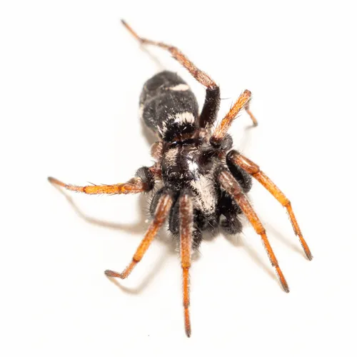 Sergiolus columbianus