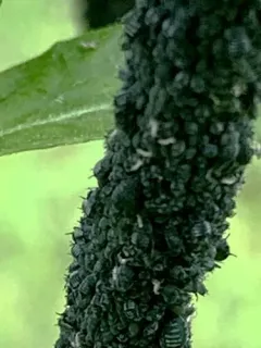 Elder Aphid thumbnail 3