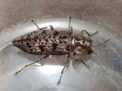 Trachykele nimbosa thumbnail 4