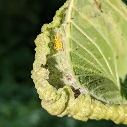 Woolly Elm Aphid