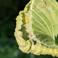 Woolly Elm Aphid thumbnail 1