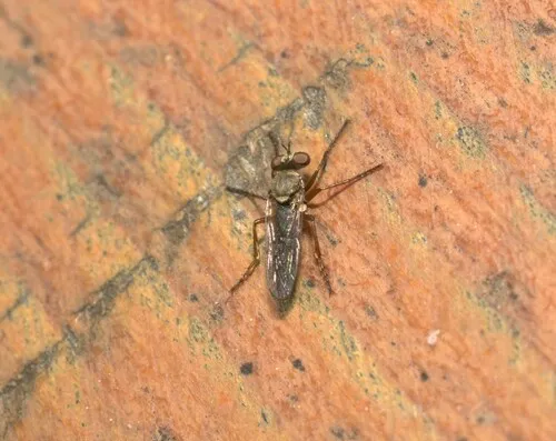 Cophura brevicornis