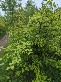 Large-thorn hawthorn thumbnail 2