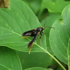 Lilac Borer Moth thumbnail 1