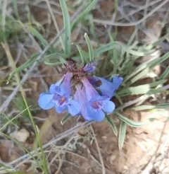 Broadbeard Beardtongue thumbnail 3