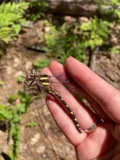 Brown Spiketail thumbnail 3