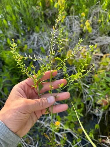stalkless yellowcress