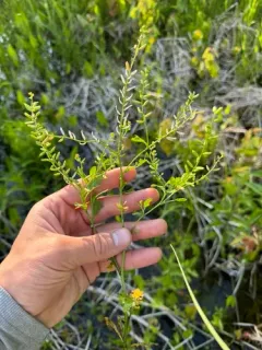 stalkless yellowcress thumbnail 1