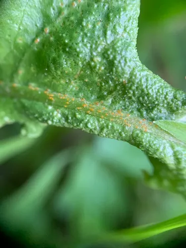 Synchytrium taraxaci