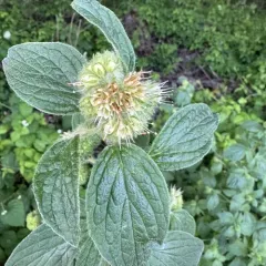 shade phacelia thumbnail 4