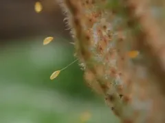 Bactericera shepherdiae thumbnail 1