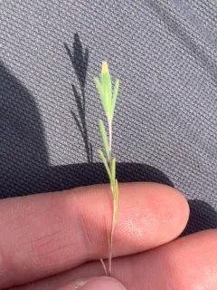 wirestem thumbnail 3
