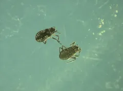 Microvelia buenoi thumbnail 1