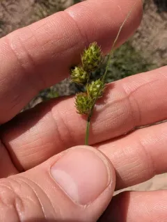Shortbeak Sedge thumbnail 3