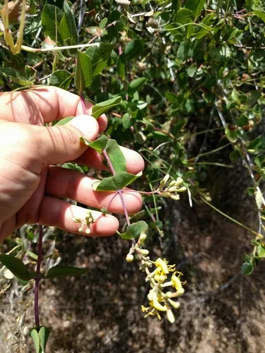 chaparral honeysuckle