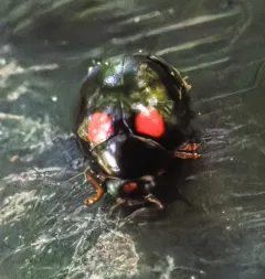 Four-spotted Spurleg thumbnail 2