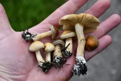 Agrocybe humosa thumbnail 3
