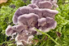 Silverleaf Fungus thumbnail 2
