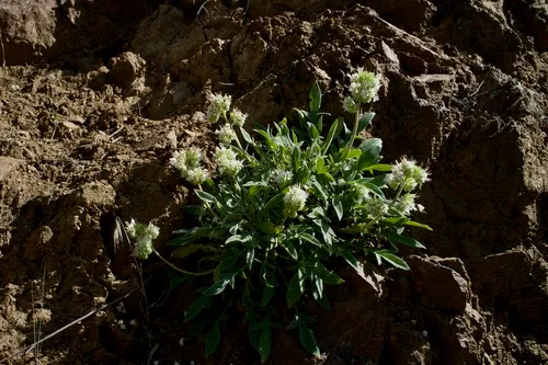 Kaweah River phacelia