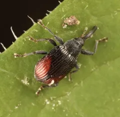 Sutured Weevil thumbnail 3