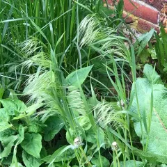 Cheatgrass thumbnail 2