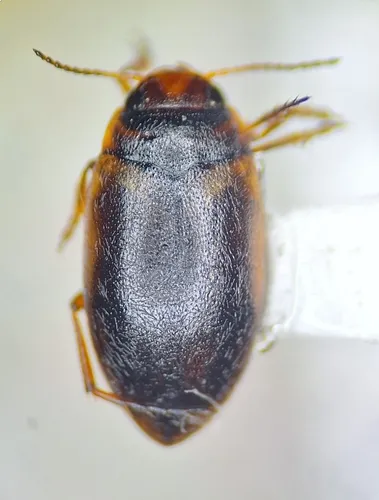 Hydroporus striola