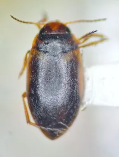 Hydroporus striola thumbnail 1