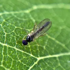 Leptopeza compta thumbnail 2