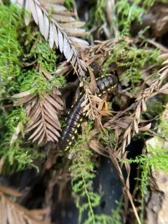 Harpaphe telodonta thumbnail 3