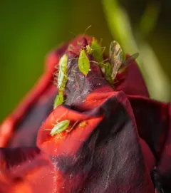 Potato Aphid thumbnail 3