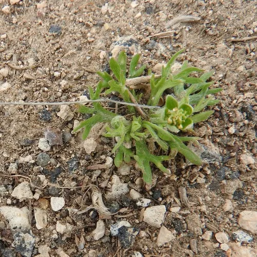 Curveseed Butterwort