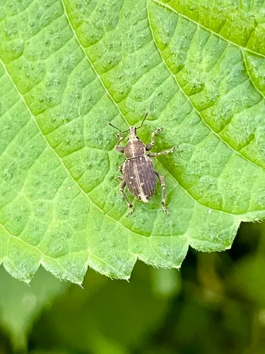 Panscopus maculosus