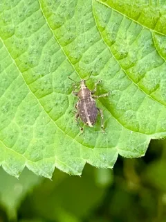 Panscopus maculosus thumbnail 1