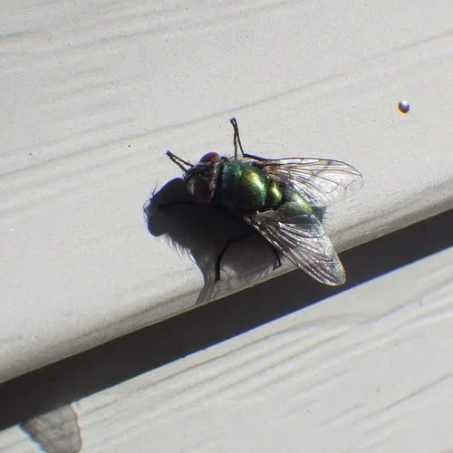 Common European Greenbottle Fly