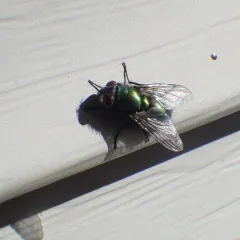Common European Greenbottle Fly thumbnail 1