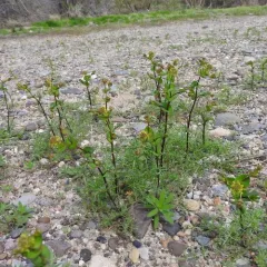 clasping pepperweed thumbnail 2